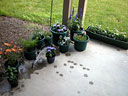 20030623-patio_flowers_t.jpg