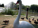 Curious Swan