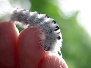20040918-caterpillar.jpg