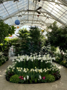 Spring Flower Show @ Wilder Park Conservatory